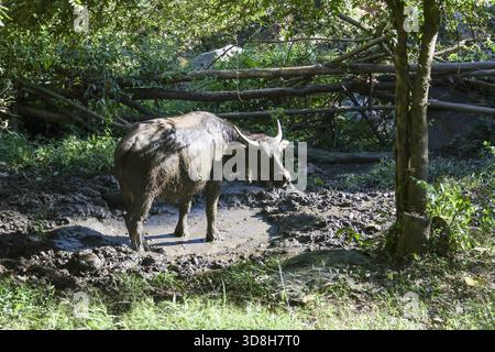 Grand buffle d'eau debout paisiblement dans la vauve boueuse. Ce mammifère sauvage à cornes jouit d'un moment de calme dans une forêt verdoyante entourée de nature Banque D'Images