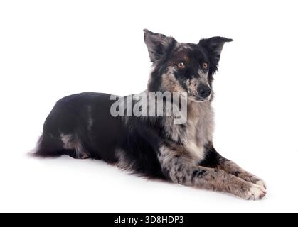 Australian shepherd in front of white background Banque D'Images