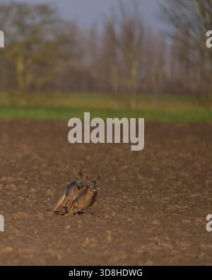 Un Roe Deer Buck poursuit une femelle Capreolus capreolusale à travers des terres agricoles arables dans les fens. Norfolk, Royaume-Uni Banque D'Images