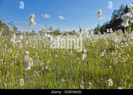 Touffes pelucheuses blanches de plantes de cottongrass déposées par une journée d'été ensoleillée, Abula, Saaremaa, Estonie. Banque D'Images