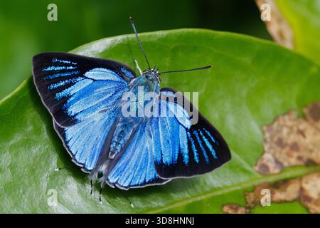 Le papillon royal d'argent, Ancema blanka, debout sur une feuille, Thaïlande Banque D'Images