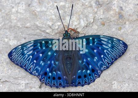 Le papillon Constable debout sur un rocher chaud sous le soleil, Thaïlande Banque D'Images