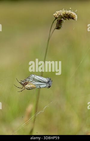 Un gros plan d'une araignée à feuilles de chêne (aculepeira ceropegia) a attaqué un arbre blanc papillon (aporia crataegi) en été, Viidumäe, Estonie. Banque D'Images