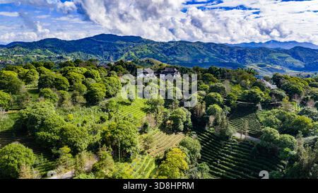 Vue aérienne de plantations de thé luxuriantes à travers les collines ondulantes sous le ciel bleu et les nuages à pu’er, province du Yunnan, Chine. Banque D'Images