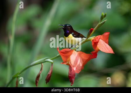 Gros plan d'un homme vibrant à la vivacité violette perché sur des fleurs rouges de Gladiolus dans un jardin ensoleillé, chantant avec son bec ouvert, mettant en valeur des couleurs vives Banque D'Images
