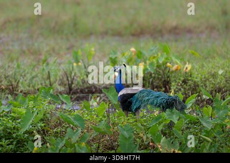 Un perle indien mâle vivant marchant à travers une végétation dense dans des prairies ouvertes, affichant sa longue queue colorée et son plumage saisissant tout en regardant Banque D'Images