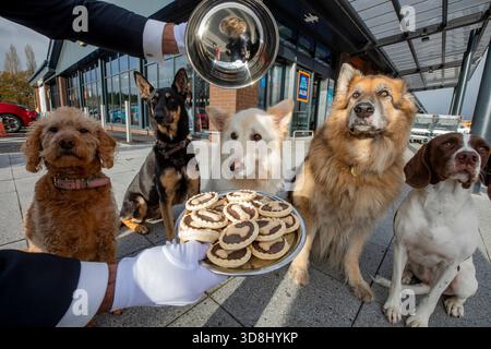 USAGE ÉDITORIAL EXCLUSIF (de gauche à droite) Roxy, un labradoodle rouge, Jaku, un Lurcher noir et tan, Kobe, un Berger allemand blanc, Rocky, un Berger allemand noir et tan, et Busy, un Springer Spaniel Cross anglais, font la queue devant un magasin Aldi à Hinckley, Leicestershire, alors que le supermarché annonce le lancement de ses nouvelles Dog hachées Pies, disponibles en magasin à partir du 11 décembre. Date d'émission : lundi 1er décembre 2025. Banque D'Images