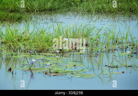 Nénuphars violets de jour sur la rivière Kavango. Banque D'Images