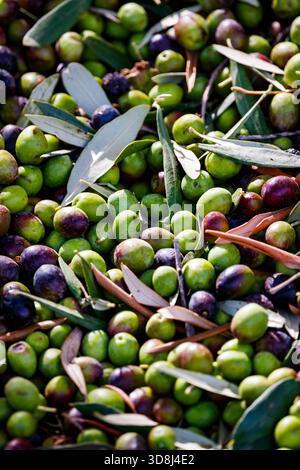 Gros plan des olives et des feuilles après la récolte Banque D'Images