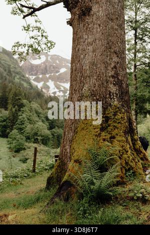 Tronc couvert de mousse dans un paysage alpin près de Bad Hindelang, Bavière Banque D'Images