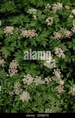 Gros plan du persil de vache en fleurs (Anthriscus sylvestris) en Bavière Banque D'Images