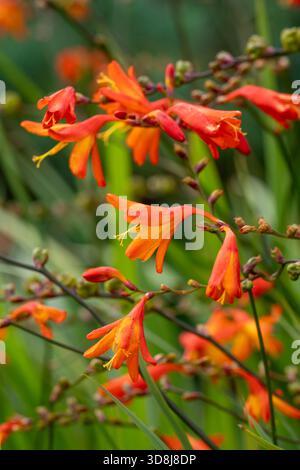 Crocosmia « Burning Embers » Banque D'Images