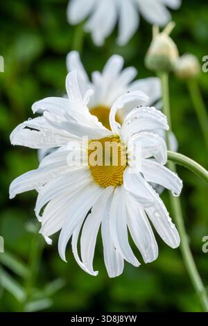 Leucanthemum « Crazy Daisy » Banque D'Images