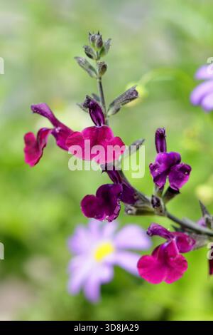 Salvia Nachtvlinder, arbuste ornemental de sauge à longue floraison avec des fleurs magenta profondes. Aussi connu sous le nom de Salvia x jamensis 'Nachtvlinder' et Sage Nacht Banque D'Images