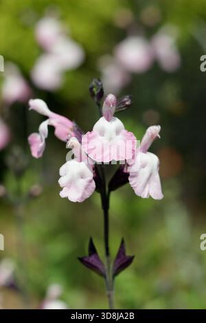 Salvia microphylla Anduus, une plante de sauge aromatique à longue floraison portant des fleurs roses crémeuses. Aussi appelé bébé sage Anduus. Banque D'Images