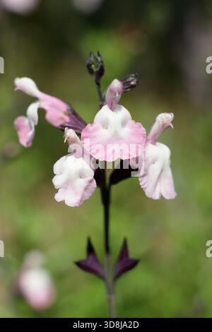 Salvia microphylla Anduus, une plante de sauge aromatique à longue floraison portant des fleurs roses crémeuses. Aussi appelé bébé sage Anduus. Banque D'Images
