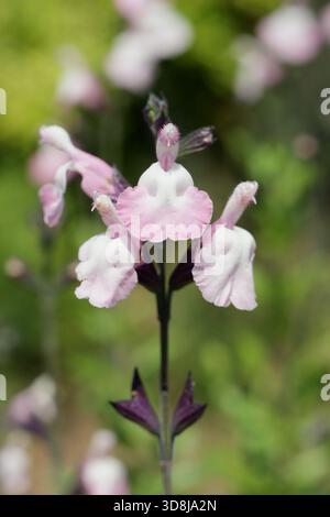 Salvia microphylla Anduus, une plante de sauge aromatique à longue floraison portant des fleurs roses crémeuses. Aussi appelé bébé sage Anduus. Banque D'Images