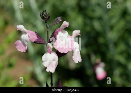 Salvia microphylla Anduus, une plante de sauge aromatique à longue floraison portant des fleurs roses crémeuses. Aussi appelé bébé sage Anduus. Banque D'Images