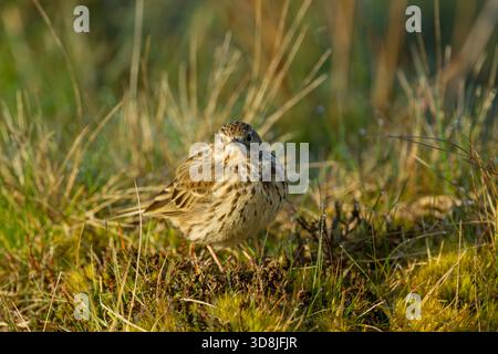 Pipit de prairie (Anthus pratensis) regardant la caméra, debout parmi les herbes rugueuses dans la lumière chaude du matin dans le parc national North York Moors Banque D'Images
