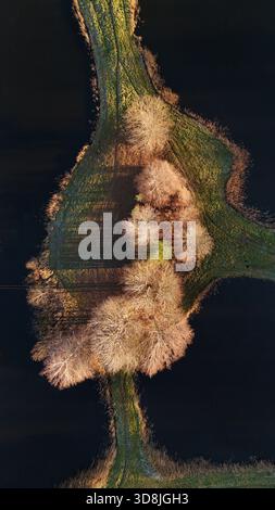 Vue aérienne d'une péninsule étroite avec des arbres sans feuilles entourés d'eau sombre en automne Banque D'Images