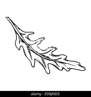 Illustration vectorielle d'une seule feuille de roquette avec des lobes étroits et des veines détaillées. Le travail de ligne claire le rend adapté pour les ensembles d'herbes, les thèmes de salade, fres Illustration de Vecteur