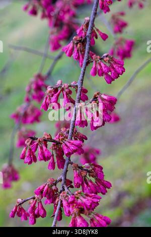 Gros plan de Sakura, cerisiers en fleurs, au printemps au Japon. Banque D'Images