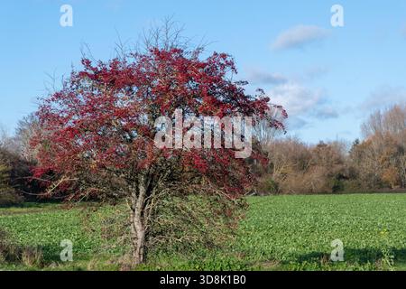 Aubépine (Crataegus monogyna) couvert de baies rouges ou de poules en novembre, Angleterre, Royaume-Uni Banque D'Images
