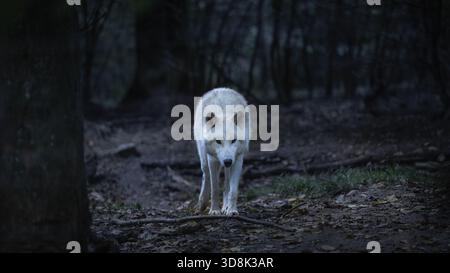Un loup solitaire du Nord-Ouest (Canis lupus Occidentalis) marche parmi les arbres dans le ciel nocturne. La scène capture l'essence de la nature sauvage et la beauté de la nature Banque D'Images
