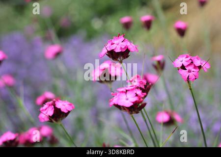 Dianthus carthusianorum, rose allemand. Un grand dianthus planté d'herbes ornementales et d'agastache dans une bordure de jardin. Aussi appelé Dianthus clavatus Banque D'Images