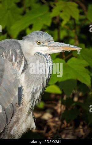 Portrait rapproché d'un Ardea cinerea (héron gris) avec la lumière du soleil illuminant ses plumes Banque D'Images