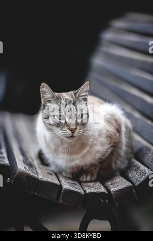 Un beau chat errant blanc était assis sur un banc à Majorque Banque D'Images