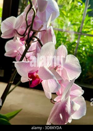 Orchidées cultivées à la maison, dans une maison, Royaume-Uni Banque D'Images