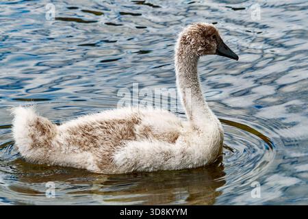L'image capture la beauté d'un jeune cygne dans son habitat naturel, mis en évidence par le mouvement et la lumière de l'eau. Banque D'Images