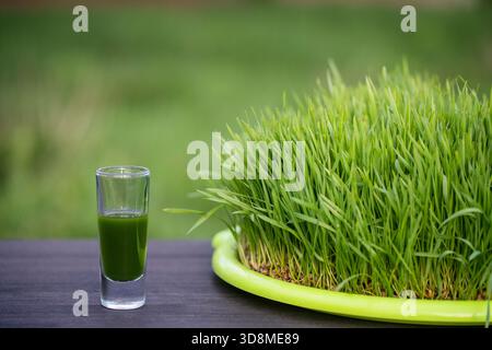 Jus de désintoxication vert biologique sain provenant de l'herbe de grains de blé vert germé, gros plan. Feuilles vertes de jeune blé et jus de wheatgrass dans un verre o Banque D'Images