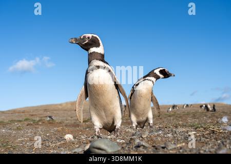 Deux manchots magellaniques debout avec le fond bleu du ciel. Île de Magdalena, Punta Arenas, Chili. Banque D'Images