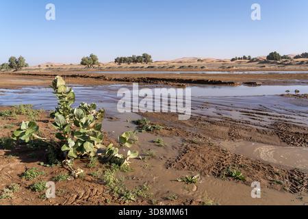L'eau de pluie laissée sur le sol dans le désert du Sahara après un événement pluvieux rare au Maroc. Banque D'Images