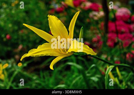 Un lis jaune vif en pleine floraison prospère dans un jardin pittoresque, ses six pétales rayonnants contrastant avec les fleurs roses douces dans le flou... Banque D'Images
