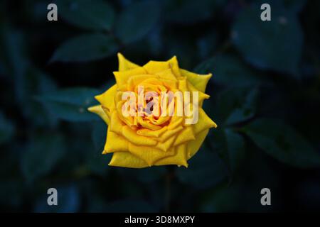Élégantes fleurs de rose jaune sur des feuilles vert foncé, symbolisant la pureté et la vitalité de la nature. Banque D'Images