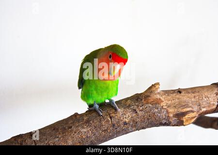 Gros plan d'un perroquet vert et orange vif perché sur une branche en bois altérée sur fond blanc, mettant en valeur des plumes complexes et... Banque D'Images