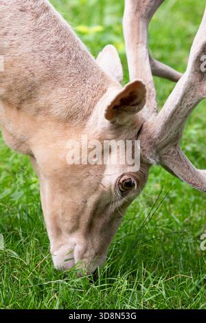 Allemagne, Rhénanie-Palatinat, près de Trèves, le Wildfreigehege Weisshauswald (parc animalier) montrant un cerf avec manteau crème pâle Banque D'Images