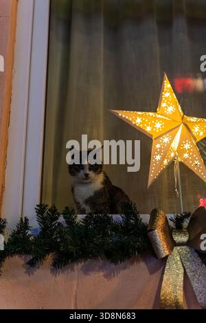 Un chat tabby mignon est assis sur un rebord de fenêtre à l'intérieur à côté d'une grande étoile de papier brillante et guirlande festive, regardant les rues à l'extérieur pendant les vacances Banque D'Images