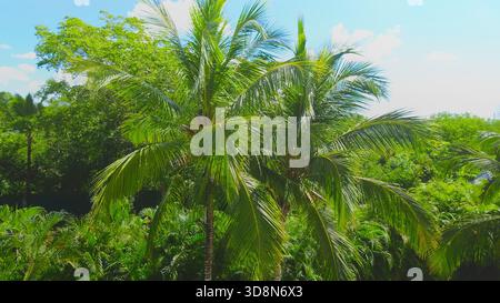 Un balcon donne sur une forêt de palmiers luxuriante (Arecaceae), avec des frondes ensoleillées créant une atmosphère tropicale sereine. Banque D'Images
