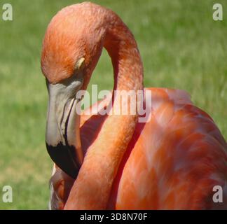 Un flamant rose (Phoenicopterus spp.) montre son élégant cou incurvé et son plumage doux dans un portrait serein en gros plan. Banque D'Images