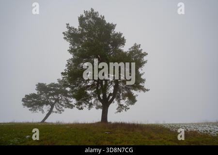 Paysage couvert de brouillard avec deux pins solitaires sur une colline en pente douce, entouré d'herbe verte légèrement saupoudrée de neige Banque D'Images