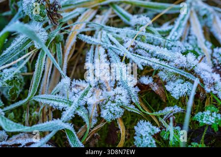 Cristaux de glace formés sur l'herbe dans la Manifold Valley, Staffordshire Banque D'Images
