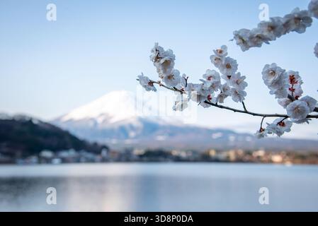 Cerisier blanc fleurit sur Kawaguchiko avec Fuji floue au loin, sérénité printanière. Banque D'Images