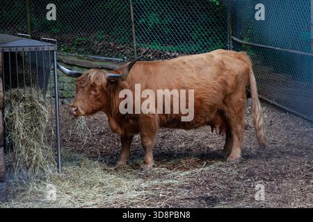 Un yak debout dans une ferme clôturée mangeant du foin, montrant son long manteau déchiqueté et ses cornes courbées. Une scène d'élevage calme et rustique idéale pour l'agriculture, Banque D'Images