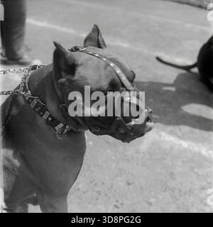 Slavyansk, Ukraine, URSS. 1975. Gros plan d'archives d'un chien Boxer portant une muselière en cuir vintage lors d'une exposition canine au stade de Khimik. Le chien est équipé d'un collier clouté et d'une laisse à chaîne métallique, reflétant les normes de sécurité strictes et le style d'équipement de la cynologie soviétique. L'animal semble calme avec les yeux fermés sous le soleil éclatant. Cette image en noir et blanc documente la manipulation des races de chiens de travail dans la paisible région du Donbass. Banque D'Images