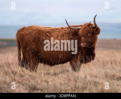Vache Highland debout dans un paysage écossais balayé par le vent. Banque D'Images