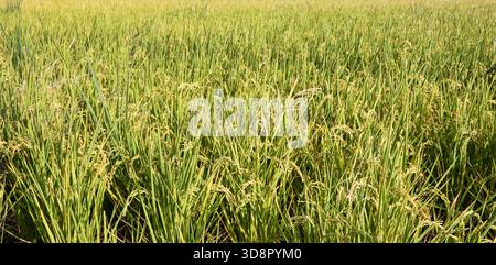 Rizière dorée se balançant au coucher du soleil, vue panoramique sur rizière en maturation dans la campagne. Banque D'Images